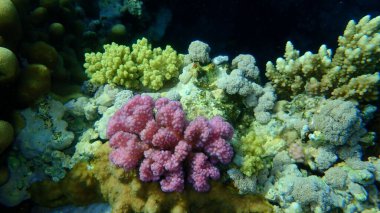 Taşlı mercan ahşap mercan ya da karnabahar mercanı, tokmak boynuzlu mercan (Pocillopora verrucosa) denizaltı, Kızıldeniz, Mısır, Sharm El Sheikh, Nabq Körfezi