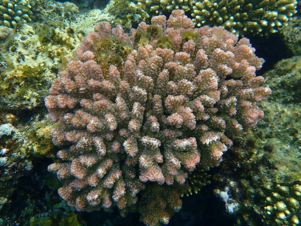 石珊瑚或花椰菜珊瑚 角珊瑚 Pocillopora Verrucosa 沙姆沙伊赫 纳布克湾 — 图库照片