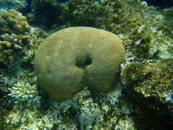 Coral Pedregoso Coral Botão Dipsastraea Lacuna Originalmente Chamado Favia Lacuna — Fotografia de Stock