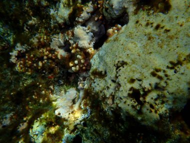 Şaşırtıcı sualtı mercan resifi manzarası, Kızıl Deniz, Mısır, Sharm El Sheikh, Nabq Bay