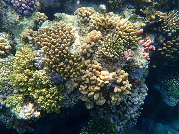 从埃及红海 沙姆沙伊赫 纳布克湾远眺海底珊瑚礁景观 — 图库照片