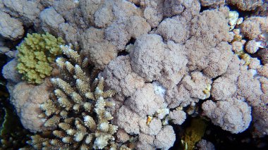 Şaşırtıcı sualtı mercan resifi manzarası, Kızıl Deniz, Mısır, Sharm El Sheikh, Nabq Bay