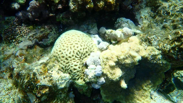 Splendida Vista Sulla Barriera Corallina Sottomarina Mar Rosso Egitto Sharm — Foto Stock