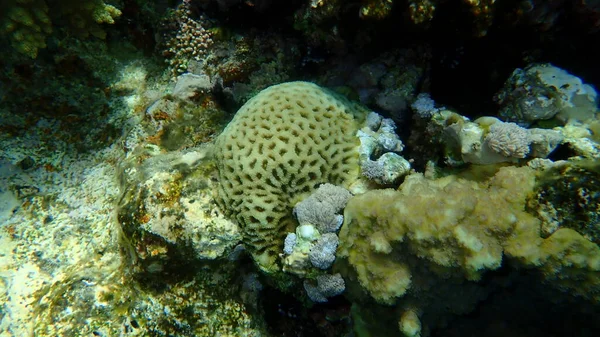 Impresionante Vista Submarina Del Arrecife Coral Mar Rojo Egipto Sharm — Foto de Stock