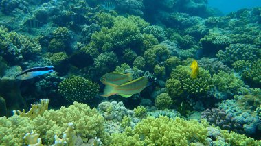 Bluestreak temizleyici wrasse (Labroides dimidiatus), Klunzinger 'in grasse (Thalassoma ruepellii), Sülfür genç kız (Pomacentrus sulfureus) denizaltı, Kızıldeniz, Mısır, Sharm El Sheikh, Nabq Bay