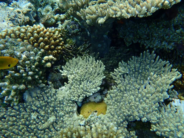 Fantastisk Utsikt Över Undervattens Korallrev Röda Havet Egypten Sinai Ras — Stockfoto