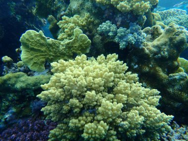 Şaşırtıcı sualtı mercan resifi manzarası, Kızıl Deniz, Mısır, Sharm El Sheikh, Nabq Bay