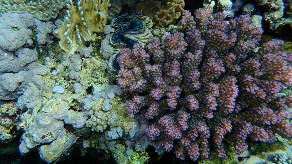 石のサンゴのラップサンゴ またはカリフラワーサンゴ ツマミの角を持つサンゴ Pocilpora Verrucosa エジプト シャームエルシェイク ナベク湾 — ストック写真