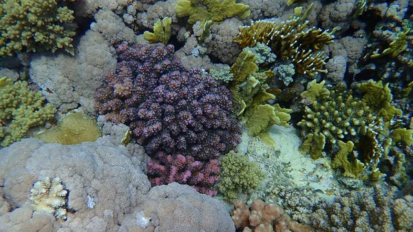 石のサンゴのラップサンゴ またはカリフラワーサンゴ ツマミの角を持つサンゴ Pocilpora Verrucosa エジプト シャームエルシェイク ナベク湾 — ストック写真