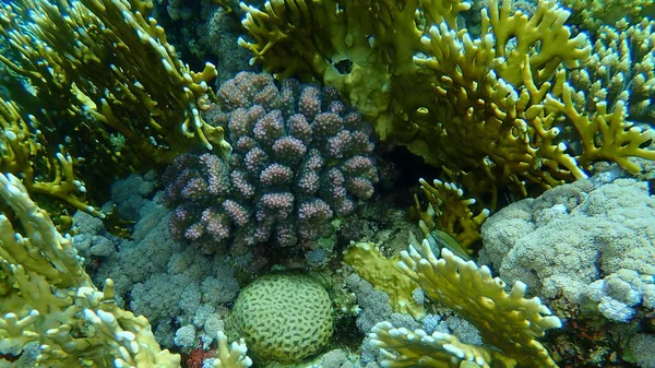 Köves Korallrépa Korall Vagy Karfiol Korall Gomb Szarvú Korall Pocillopora — Stock Fotó