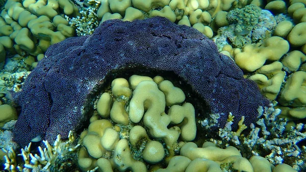 Coral Tubo Órgão Tubipora Musica Coral Botão Goniastrea Stelligera Combinação — Fotografia de Stock