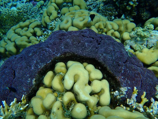 Коралові Труби Tubipora Musica Ноб Корали Goniastrea Stelligera Альтернативне Поєднання — стокове фото