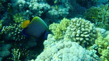 İmparator melek balığı (Pomacanthus imparatoru) denizaltı, Kızıl Deniz, Mısır, Sharm El Sheikh, Nabq Körfezi