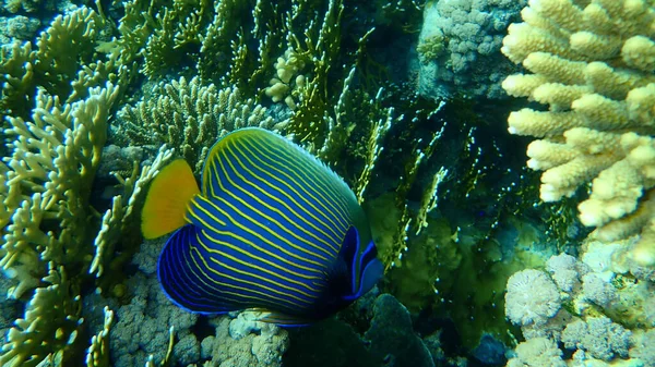 Pez Ángel Emperador Pomacanthus Imperator Bajo Mar Mar Rojo Egipto — Foto de Stock