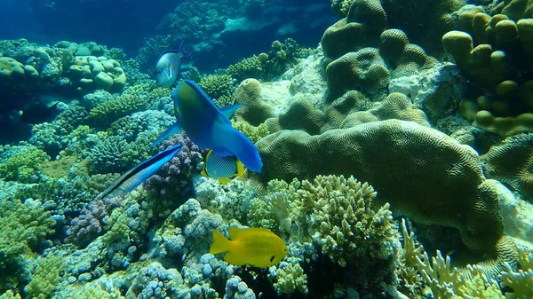 サンゴ礁 エジプト シャルム シェイク ナブ湾の水中生活 — ストック写真