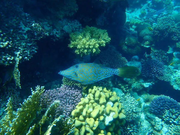 スクロールされた魚 ブロムテールの魚やスケベなレザージャケット 子宮スクリプトス エジプト 魅力的なエルシェイク ナベク湾 — ストック写真