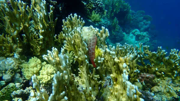 Leopar Karışımı Exallias Brevis Denizaltı Kızıl Deniz Mısır Sharm Sheikh — Stok fotoğraf