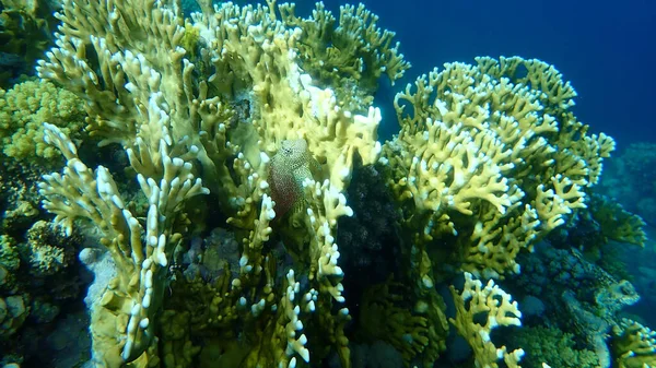 Blenny Leopardo Exallias Brevis Bajo Mar Mar Rojo Egipto Sharm — Foto de Stock