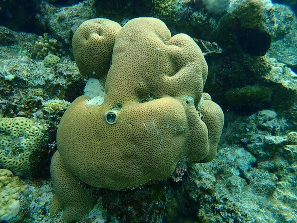 산호나 뇌산호 Goniastrea Edwardsi 이집트 셰이크 나크만 — 스톡 사진