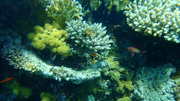 Seegoldie Oder Orangenbarsch Korallenfische Einzelhandel Anthias Pseudanthias Squamipinnis Unter Wasser — Stockfoto