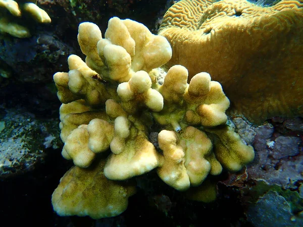 Coral Pedregoso Hood Coral Stylophora Wellsi Submarino Mar Vermelho Egito — Fotografia de Stock