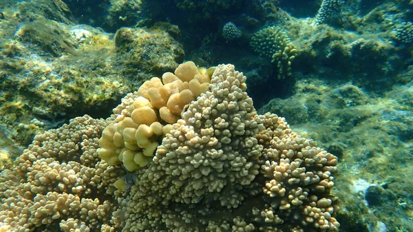 Stony Κοράλλι Hood Κοράλλι Stylophora Wellsi Υποθαλάσσια Ερυθρά Θάλασσα Αίγυπτος — Φωτογραφία Αρχείου