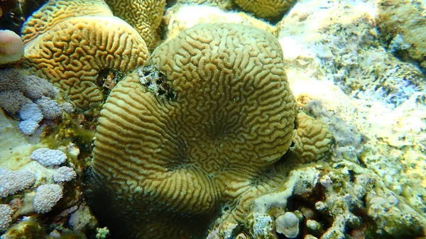 Köves Korall Kis Völgy Korall Platygyra Daedalea Tenger Alatt Vörös — Stock Fotó