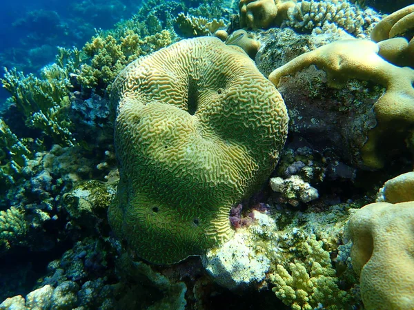 Coral Pedregoso Valle Menor Coral Platygyra Daedalea Bajo Mar Mar — Foto de Stock