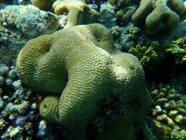Каменистые Кораллы Малая Долина Кораллы Platygyra Daedalea Водой Красное Море — стоковое фото