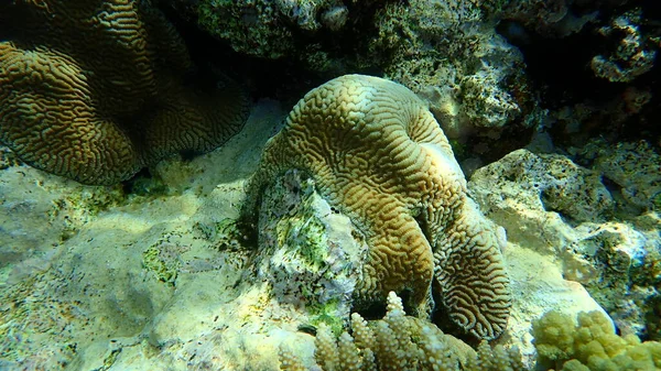 Coral Pedregoso Valle Menor Coral Platygyra Daedalea Bajo Mar Mar — Foto de Stock