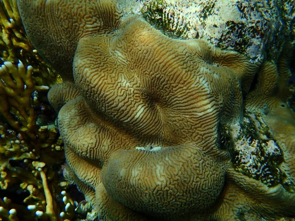 石珊瑚小山谷珊瑚 Platygyra Daedalea 沙姆沙伊赫 纳布克湾 — 图库照片