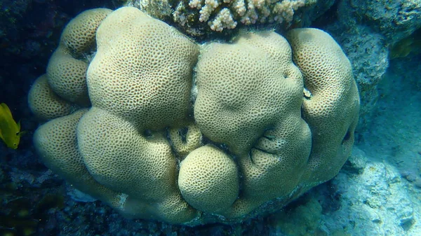 Lesser Star Coral Brain Coral Goniastrea Edwardsi Υποθαλάσσια Ερυθρά Θάλασσα — Φωτογραφία Αρχείου