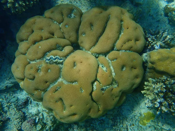 Coral Estrelado Menor Coral Cerebral Goniastrea Edwardsi Submarino Mar Vermelho — Fotografia de Stock