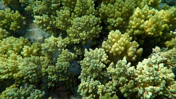 Brócoli Coral Litophyton Arboreum Submarino Mar Rojo Egipto Sharm Sheikh —  Fotos de Stock