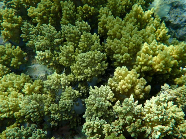 Brócoli Coral Litophyton Arboreum Submarino Mar Rojo Egipto Sharm Sheikh — Foto de Stock