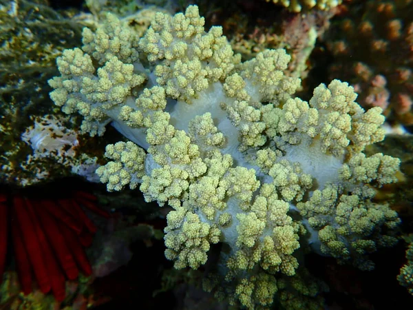 Коралловый Брокколи Litophyton Arboreum Водой Красное Море Египет Шарм Эль — стоковое фото