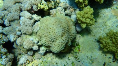 Ananas mercanı ya da düğmeli mercan, bal peteği mercanı (Dipsastraea favus. Favia Favus 'un önceki bölümlerinde: Deniz altı, Kızıldeniz, Mısır, Sharm El Sheikh, Nabq Körfezi