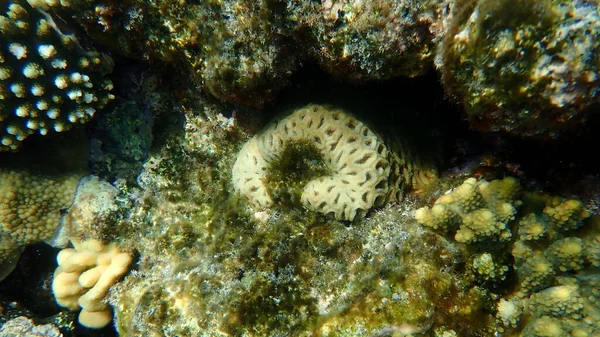 Coral Abacaxi Coral Maçaneta Coral Favo Mel Dipsastraea Favus Anteriormente — Fotografia de Stock