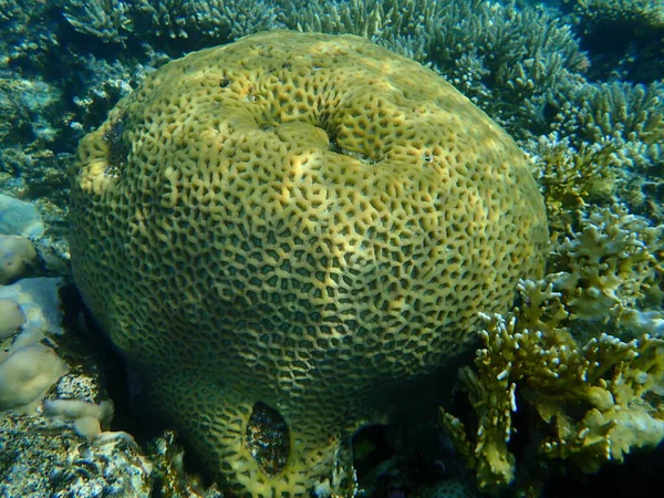 Taşlı Mercan Topuzu Dipsastraea Lacuna Favia Lacuna Olarak Bilinir Denizaltı — Stok fotoğraf