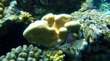 Taşlı mercan topuzu mercanı (Goniastrea stelligera. Önceki adıyla Favia stelligera) denizaltı, Kızıl Deniz, Mısır, Sharm El Sheikh, Nabq Körfezi