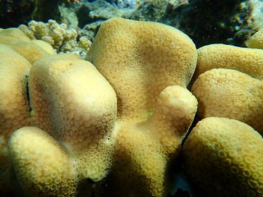 Taşlı mercan topuzu mercanı (Goniastrea stelligera. Önceki adıyla Favia stelligera) denizaltı, Kızıl Deniz, Mısır, Sharm El Sheikh, Nabq Körfezi