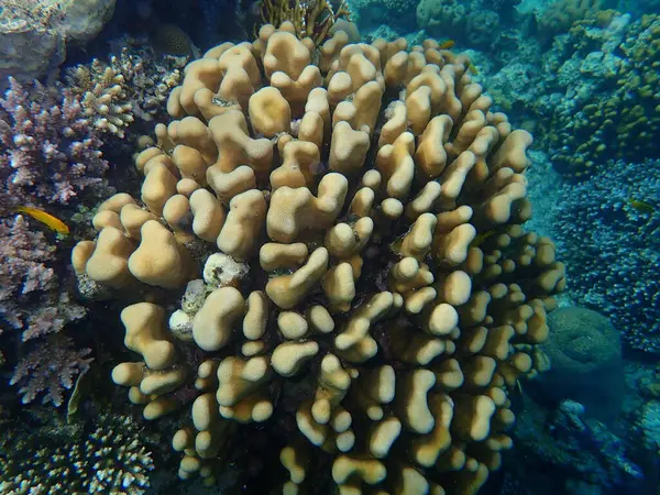 Coral Pedregoso Coral Botão Goniastrea Stelligera Anteriormente Chamado Favia Stelligera — Fotografia de Stock