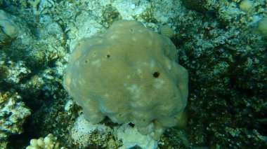 Taşlı mercan topuzu mercanı (Goniastrea stelligera. Favia stelligera) denizaltı, Kızıl Deniz, Mısır, Sina, Ras Mohammad Milli Parkı