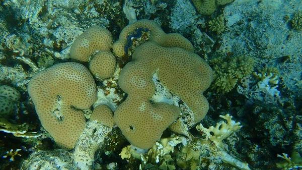 Корал Goniastrea Edwardsi Під Водою Червоне Море Єгипет Синай Національний — стокове фото