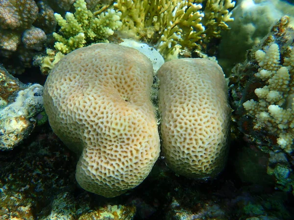 Gwiezdny Koralowiec Podmorski Goniastrea Edwardsi Morze Czerwone Egipt Synaj Park — Zdjęcie stockowe
