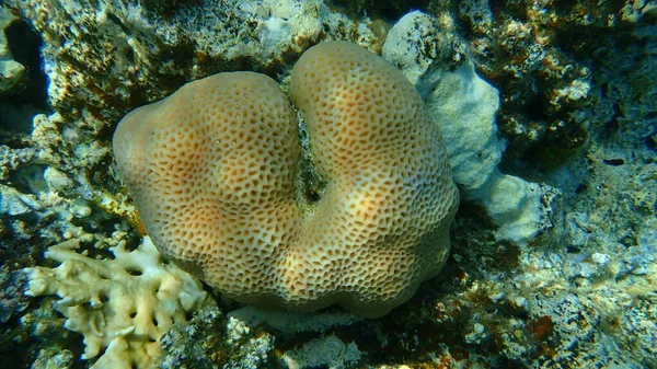 Малая Звезда Кораллов Goniastrea Edwardsi Водой Красное Море Египет Синай — стоковое фото