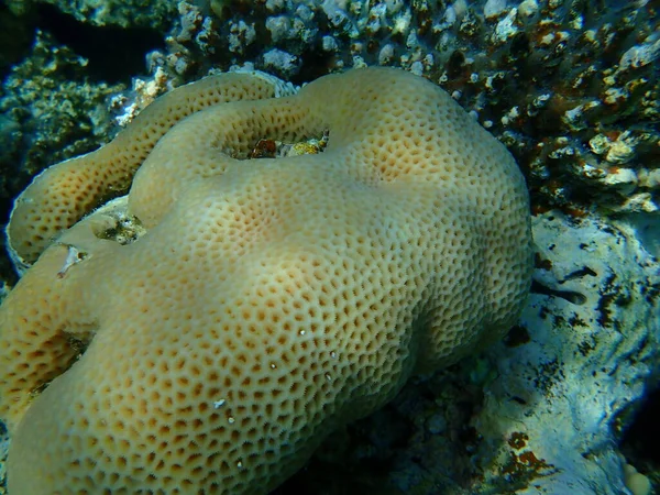 Малая Звезда Кораллов Goniastrea Edwardsi Водой Красное Море Египет Синай — стоковое фото