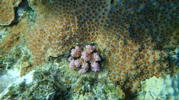 Plesiastrea Versipora 꽃양배추 신맛이 Pocillopora Verrucosa 이집트 Sharm Sheikh Nabq — 스톡 사진