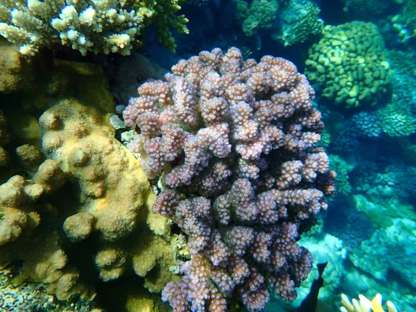 Plesiastrea Versipora 꽃양배추 신맛이 Pocillopora Verrucosa 이집트 Sharm Sheikh Nabq — 스톡 사진