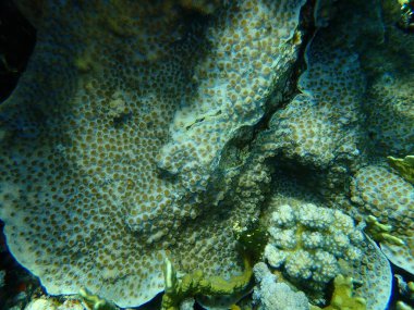 Küçük topuz mercanı (Plesiastrea versipora) denizaltı, Kızıl Deniz, Mısır, Sharm El Sheikh, Nabq Körfezi